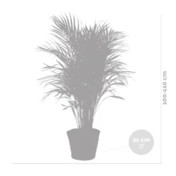 Dypsis Lutescens Incl. Panier En Jonc De Mer - Facile D'entretien - ⌀21 Cm - ↕100-110 Cm -Pas Cher Verloisia Magasin 640b78992bb466.17334359