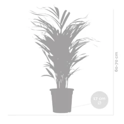 Dypsis Lutescens - Golden Palm - Plante D'intérieur - Entretien Facile - ⌀17 Cm - ↕60-70 Cm -Pas Cher Verloisia Magasin 640b789a5b86e1.39070279