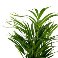 Dypsis Lutescens - Golden Palm - Plante D'intérieur - Entretien Facile - ⌀17 Cm - ↕60-70 Cm -Pas Cher Verloisia Magasin 640b789a61f743.14431000