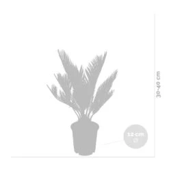 2x Cycas Revoluta – Peace Palm – Palmier – Facile D'entretien - ⌀12 Cm - ↕30-40 Cm -Pas Cher Verloisia Magasin 640b789c52ce85.05361926