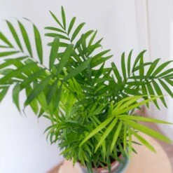 2x Mélange De Palmiers D'intérieur - Dypsis-chamaedorea - Facile D'entretien – ⌀12 Cm - ↕20-45 Cm -Pas Cher Verloisia Magasin 640b789d46bf69.48332906