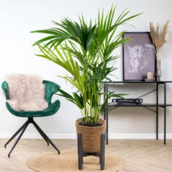 Howea Forsteriana Incl. Panier En Jonc De Mer - Palmier Kentia - Purificateur D'air - ⌀19 Cm - ↕90-100 Cm -Pas Cher Verloisia Magasin 640b789e4b9212.65106370