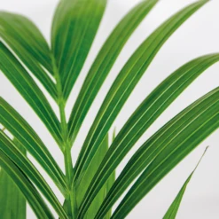 Howea Forsteriana Incl Seagrass Basket - Palmier Kentia - Purificateur D'air - ⌀19 Cm - ↕90-100 Cm -Pas Cher Verloisia Magasin 640b78a06216e9.82338484