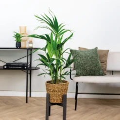 Howea Forsteriana Incl Seagrass Basket - Palmier Kentia - Purificateur D'air - ⌀19 Cm - ↕90-100 Cm -Pas Cher Verloisia Magasin 640b78a0818a38.30649967