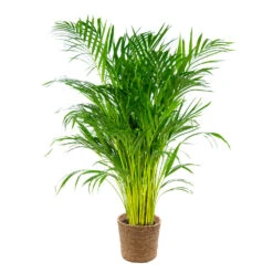Dypsis Lutescens Incl. Panier En Jonc De Mer - Palmier Doré - ⌀21 Cm - ↕100-110 Cm