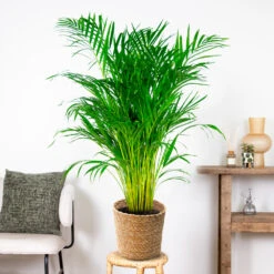 Dypsis Lutescens Incl. Panier En Jonc De Mer - Palmier Doré - ⌀21 Cm - ↕100-110 Cm -Pas Cher Verloisia Magasin 640b78a18cf930.54558956