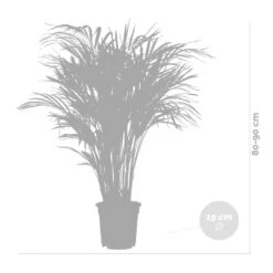 Dypsis Lutescens Incl. Panier En Jonc De Mer - Palmier Doré - ⌀20 Cm - ↕90-100 Cm -Pas Cher Verloisia Magasin 640b78a2834a51.61402820