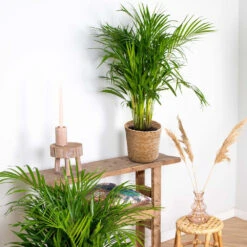 Dypsis Lutescens Incl. Panier En Jonc De Mer - Palmier Doré - ⌀20 Cm - ↕90-100 Cm -Pas Cher Verloisia Magasin 640b78a2886787.17371081