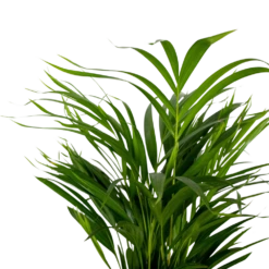 2x Dypsis Lutescens - Palmier Doré - Plante D'intérieur - Facile D'entretien - ⌀17 Cm - ↕60-70 Cm -Pas Cher Verloisia Magasin 640b78a39680a7.80679516