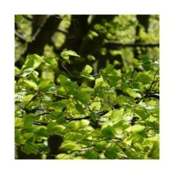 Hêtre Commun Sylvatica/pot De 7,5l - 60/80 Cm 5 Hêtre Commun Sylvatica/pot De 7,5l - 60/80 Cm -Pas Cher Verloisia Magasin 6411c521126554.18080660