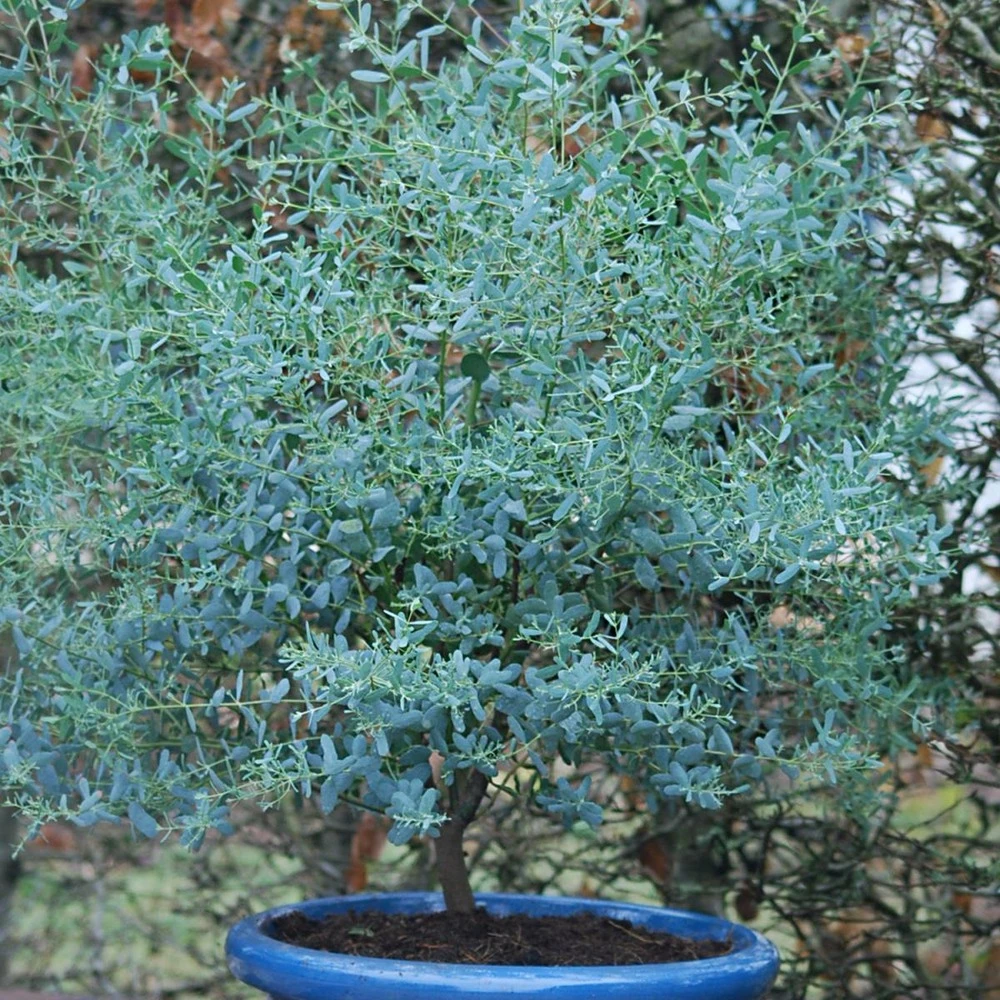 Eucalyptus Gunni France Bleu® 'rengun'/pot De 7,5l - 40/60 Cm 1 Eucalyptus Gunni France Bleu® 'rengun'/pot De 7,5l - 40/60 Cm