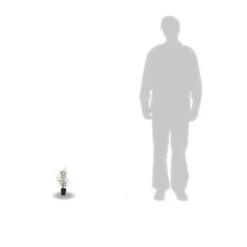 Eucalyptus Gunni France Bleu® 'rengun'/pot De 7,5l - 40/60 Cm 12 Eucalyptus Gunni France Bleu® 'rengun'/pot De 7,5l - 40/60 Cm -Pas Cher Verloisia Magasin 6411c525786818.65301056