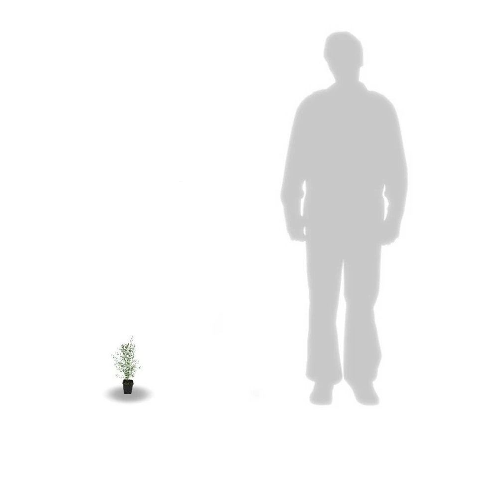 Eucalyptus Gunni France Bleu® 'rengun'/pot De 7,5l - 40/60 Cm 6 Eucalyptus Gunni France Bleu® 'rengun'/pot De 7,5l - 40/60 Cm – Image 6