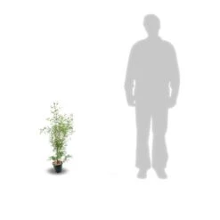 Eucalyptus Gunni France Bleu® 'rengun'/pot De 7,5l - 40/60 Cm 13 Eucalyptus Gunni France Bleu® 'rengun'/pot De 7,5l - 40/60 Cm -Pas Cher Verloisia Magasin 6411c525840195.31640674