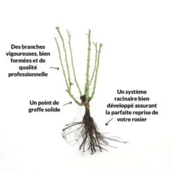 Rosier 'diorama' - -Pas Cher Verloisia Magasin 6419b64b16ab27.97474187