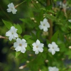 Jasmin Officinal 'affine' - Jasminum Officinalis 3l -Pas Cher Verloisia Magasin 641db2fa134182.77975992
