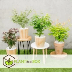 Assorti De 8 Erables Du Japon - Pot ⌀10 Cm - H.25-40cm (hauteur Pot Incluse) -Pas Cher Verloisia Magasin 6421dd63e6f720.35493338