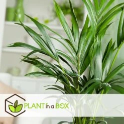 Palmier Kentia - Pot ⌀21 Cm - H. 130-140cm (hauteur Pot Incluse) 8 Palmier Kentia - Pot ⌀21 Cm - H. 130-140cm (hauteur Pot Incluse) -Pas Cher Verloisia Magasin 6422e18667b5b7.10247257