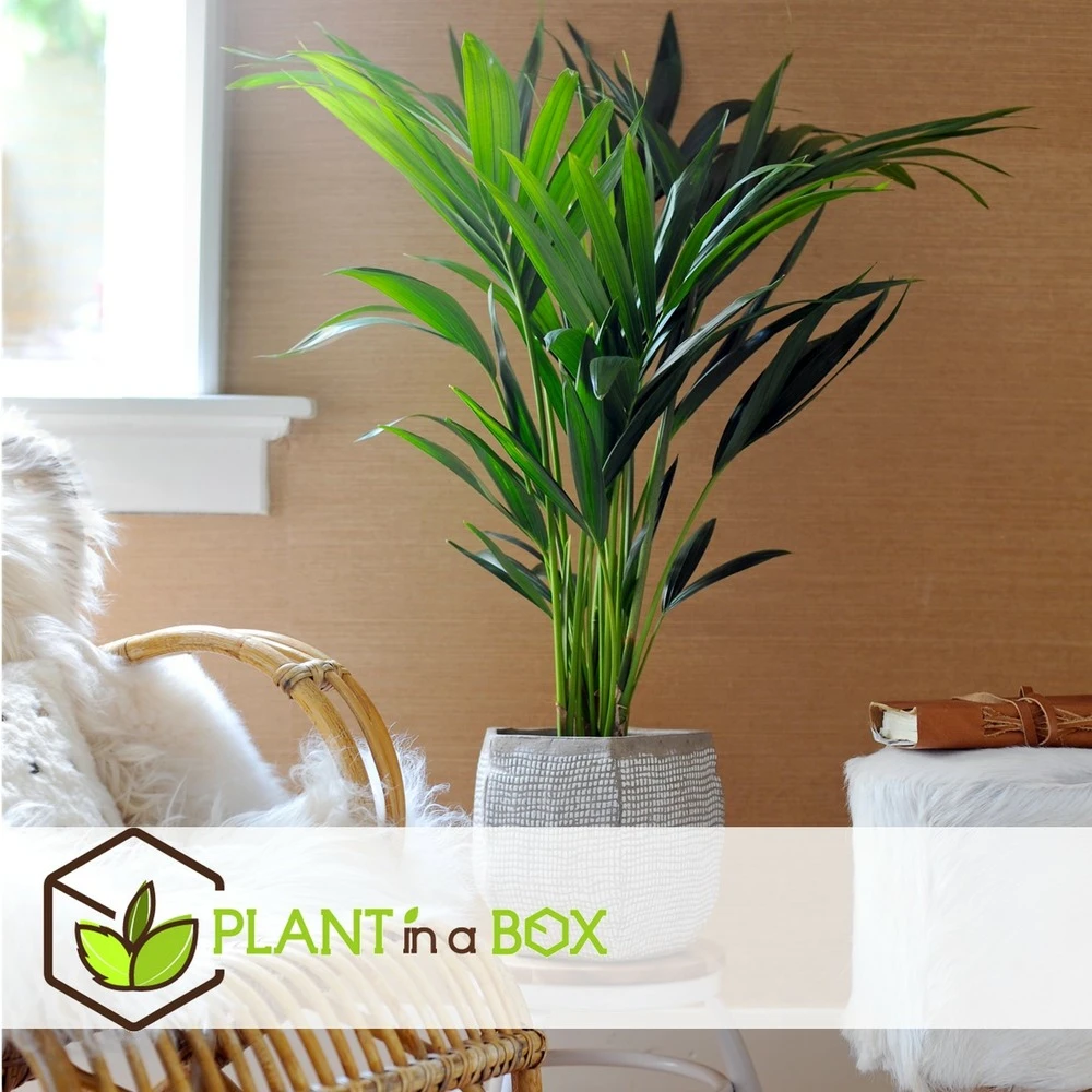 Palmier Kentia - Pot ⌀21 Cm - H. 130-140cm (hauteur Pot Incluse) 3 Palmier Kentia - Pot ⌀21 Cm - H. 130-140cm (hauteur Pot Incluse) – Image 3