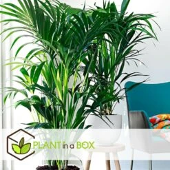 Palmier Kentia - Pot ⌀21 Cm - H. 130-140cm (hauteur Pot Incluse) 9 Palmier Kentia - Pot ⌀21 Cm - H. 130-140cm (hauteur Pot Incluse) -Pas Cher Verloisia Magasin 6422e18682ded8.54376534