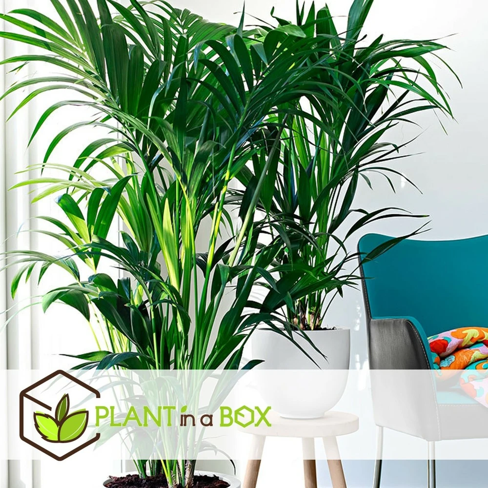 Palmier Kentia - Pot ⌀21 Cm - H. 130-140cm (hauteur Pot Incluse) 5 Palmier Kentia - Pot ⌀21 Cm - H. 130-140cm (hauteur Pot Incluse) – Image 5