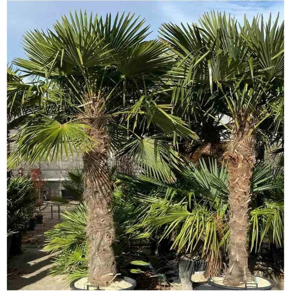 Trachycarpus Fortunei (palmier Chanvre, Palmier Moulin à Vent) Doubletroncs - Tronc A 80-100 Cm - Tronc B 60-80 Cm 2 Trachycarpus Fortunei (palmier Chanvre, Palmier Moulin à Vent) Doubletroncs - Tronc A 80-100 Cm - Tronc B 60-80 Cm – Image 2
