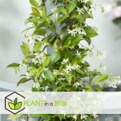 Jasmin Xl - Set De 2 - Vigne Grimpante - Pot 17cm - Hauteur 110-120cm -Pas Cher Verloisia Magasin 6426d296c62e83.77898784