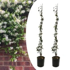 Pas Cher Verloisia Magasin 29 Jasmin Xl - Set De 2 - Vigne Grimpante - Pot 17cm - Hauteur 110-120cm