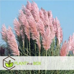 Cortaderia Selloana - Set De 3 - La Pampa - Rose - Pot 9cm - Hauteur 25-40cm -Pas Cher Verloisia Magasin 6426d369de0020.70880671