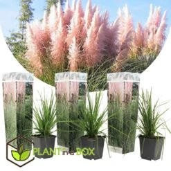 Cortaderia Selloana - Set De 3 - La Pampa - Rose - Pot 9cm - Hauteur 25-40cm -Pas Cher Verloisia Magasin 6426d369ed3477.62160885