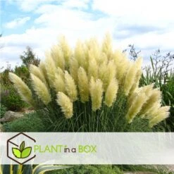 Cortaderia Selloana - Set De 3 - La Pampa - Blanc - Pot 9cm - Hauteur 25-40cm 7 Cortaderia Selloana - Set De 3 - La Pampa - Blanc - Pot 9cm - Hauteur 25-40cm -Pas Cher Verloisia Magasin 6426d36bc2a668.31887290