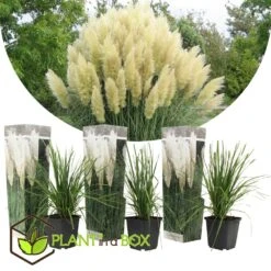 Cortaderia Selloana - Set De 3 - La Pampa - Blanc - Pot 9cm - Hauteur 25-40cm 6 Cortaderia Selloana - Set De 3 - La Pampa - Blanc - Pot 9cm - Hauteur 25-40cm -Pas Cher Verloisia Magasin 6426d36bcbe739.61225323