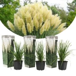 Cortaderia Selloana - Set De 3 - La Pampa - Blanc - Pot 9cm - Hauteur 25-40cm