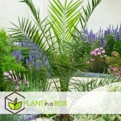 Phoenix Canariensis - Set De 2 - Palmier Dattier - Pot 15cm - Hauteur 50-60cm -Pas Cher Verloisia Magasin 6426d6131baaa1.37639037