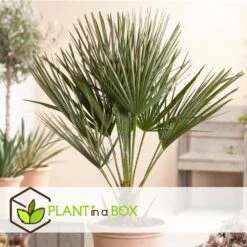 Chamaerops Humilis - Palmier Nain Européen - Pot 15cm - Hauteur 50-60cm -Pas Cher Verloisia Magasin 6426d614684af9.65579280