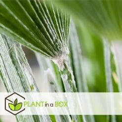 Chamaerops Humilis - Palmier Nain Européen - Pot 15cm - Hauteur 50-60cm -Pas Cher Verloisia Magasin 6426d6147496f9.18718756