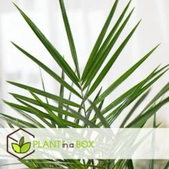 Phoenix Canariensis - Set De 4 - Palmier Dattier - Pot 15cm - Hauteur 50-60cm -Pas Cher Verloisia Magasin 6426d614f24c14.99302347