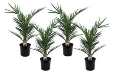 Phoenix Canariensis - Set De 4 - Palmier Dattier - Pot 15cm - Hauteur 50-60cm