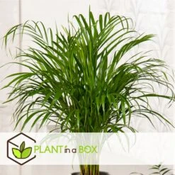 Dypsis Lutescens - Areca Gold Palm - Pot 17cm - Hauteur 60-70cm -Pas Cher Verloisia Magasin 6426d615bae732.49769553