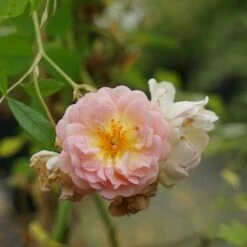 Rosier Ancien 'ghislaine De Féligonde' - Rosa 3l -Pas Cher Verloisia Magasin 644283dd889904.04327991