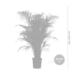 Dypsis Lutescens Incl. Panier Nea - Golden Palm - Facile D'entretien - ⌀21 Cm - ↕100-110 Cm -Pas Cher Verloisia Magasin 6450ff678064b8.94608831