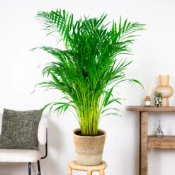 Dypsis Lutescens Incl. Panier Nea - Golden Palm - Facile D'entretien - ⌀21 Cm - ↕100-110 Cm -Pas Cher Verloisia Magasin 6450ff678d22a6.50524054