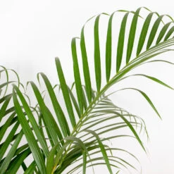 Dypsis Lutescens Incl. Panier Nea - Golden Palm - Facile D'entretien - ⌀21 Cm - ↕100-110 Cm -Pas Cher Verloisia Magasin 6450ff67a0c775.65181516