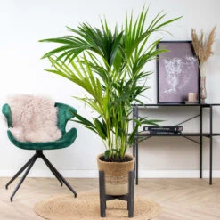 Howea Forsteriana Incl. Panier En Jute - Palmier Kentia - ⌀19 Cm - ↕90-100 Cm -Pas Cher Verloisia Magasin 6450ff6ad42705.73721678
