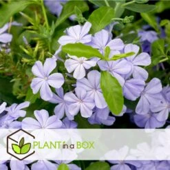 Plumbago Auriculata - Set De 6 - Grimpante Fleurie - Pot 9cm - Hauteur 25-40cm -Pas Cher Verloisia Magasin 64594c844e6b83.51847532