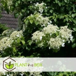 Hortensia Petiolaris - Set De 6 - Hortensia Grimpant - Pot 9cm - Hauteur 25-40cm -Pas Cher Verloisia Magasin 64594c8e24d139.12664719