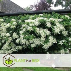 Hortensia Petiolaris - Set De 6 - Hortensia Grimpant - Pot 9cm - Hauteur 25-40cm -Pas Cher Verloisia Magasin 64594c8e465149.53064897