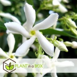 Jasmin Xl - Plante Grimpante - Pot 17cm - Hauteur 110-120cm 8 Jasmin Xl - Plante Grimpante - Pot 17cm - Hauteur 110-120cm -Pas Cher Verloisia Magasin 64594d518051c7.91127759