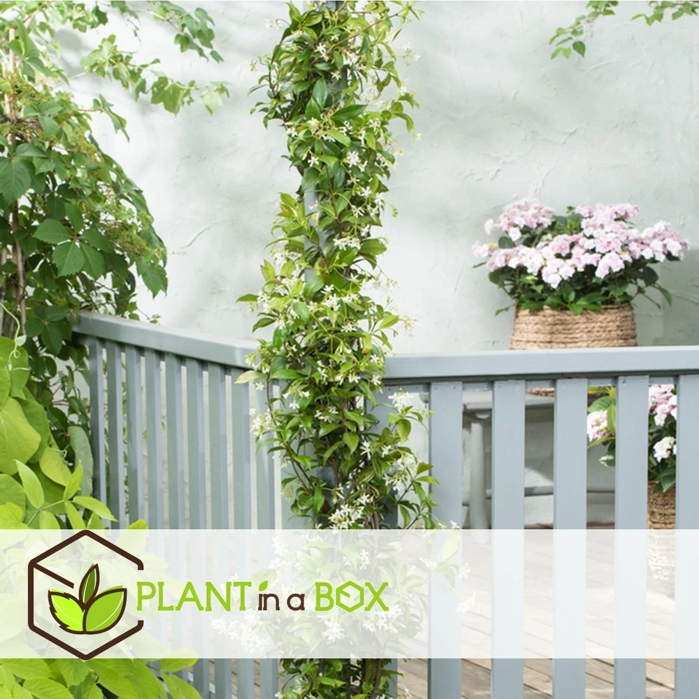 Jasmin Xl - Plante Grimpante - Pot 17cm - Hauteur 110-120cm 2 Jasmin Xl - Plante Grimpante - Pot 17cm - Hauteur 110-120cm – Image 2