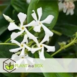 Jasmin Xl - Plante Grimpante - Pot 17cm - Hauteur 110-120cm 9 Jasmin Xl - Plante Grimpante - Pot 17cm - Hauteur 110-120cm -Pas Cher Verloisia Magasin 64594d519ae3a7.69029603